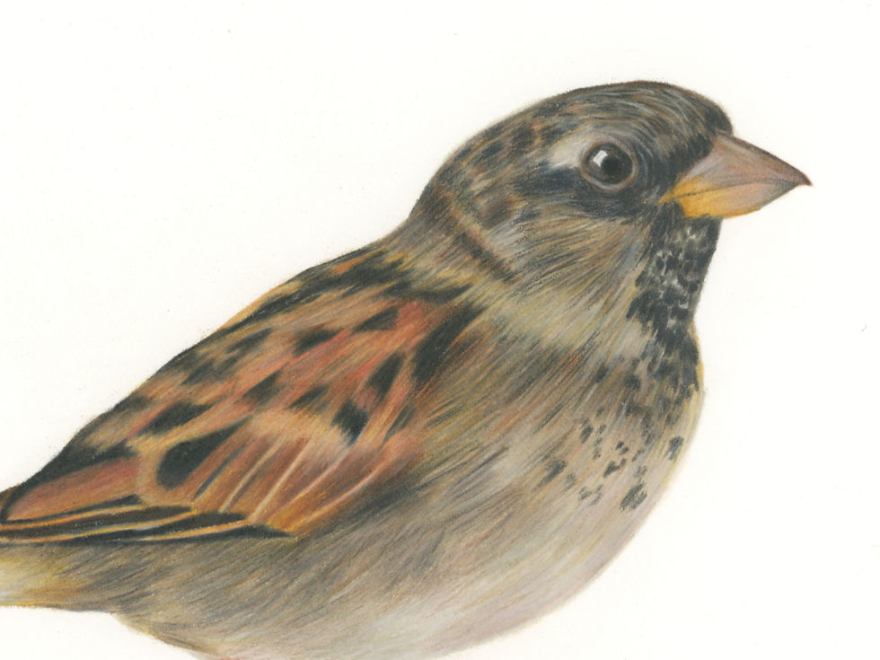 Thumbnail: HOUSE SPARROW