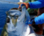 giant tarpon_edited.jpg