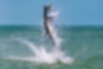 tarpon jumping.jpg