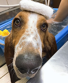 炭酸泉 三島市にある犬の美容室メリー 炭酸泉 三島市にある犬の美容室メリー