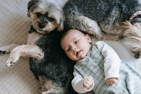 Introducing a Baby Into Your Fur Baby's Home