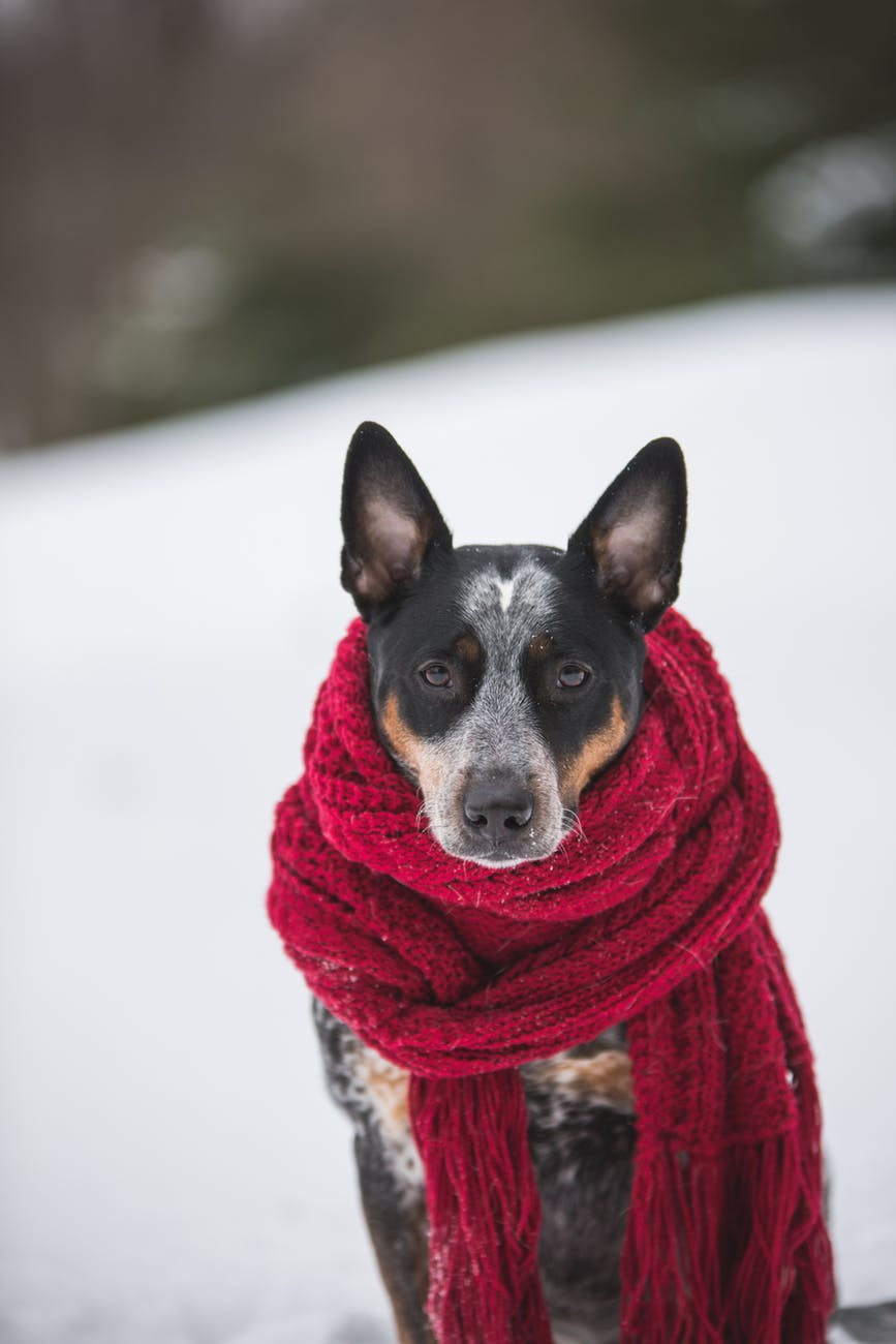 Dog with scarf