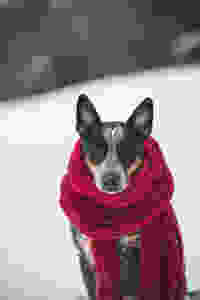 Dog with scarf