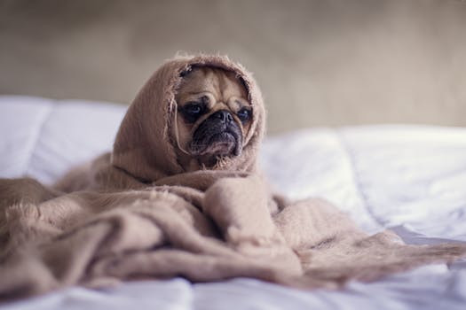 Pug wrapped in blanket