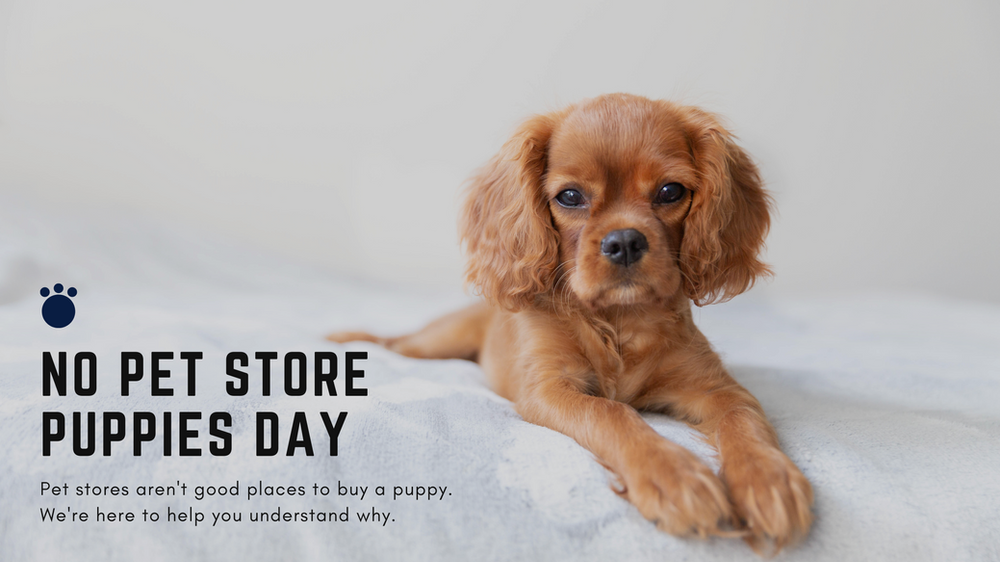 pet store near me with puppies