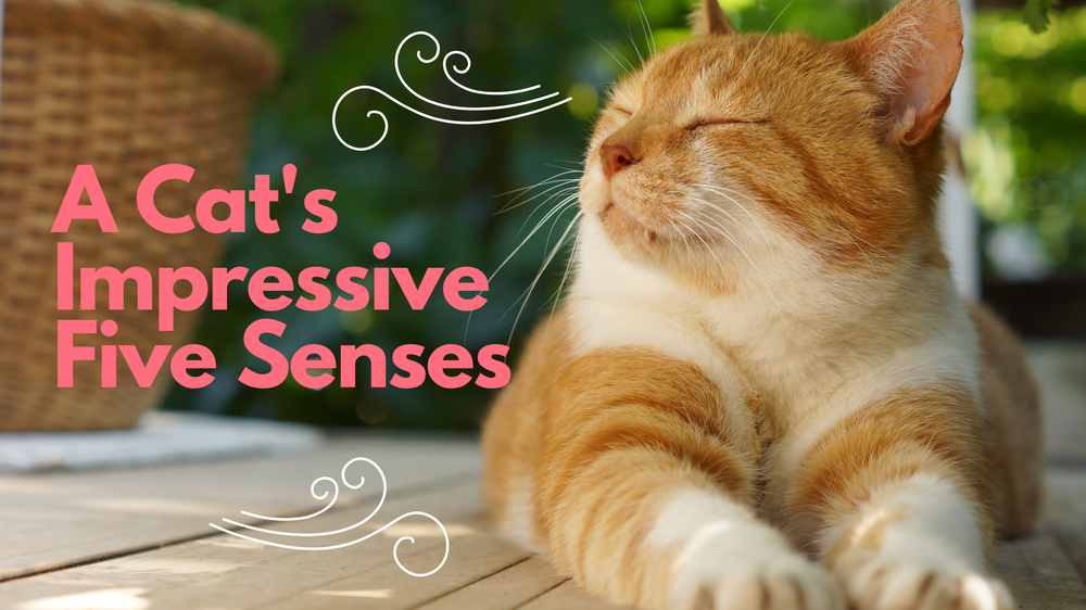 A Cat's Impressive Five Senses