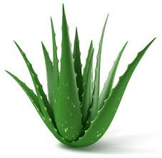 Heal Scars with Aloe Vera