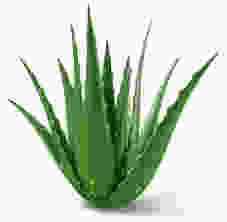 Heal Scars with Aloe Vera
