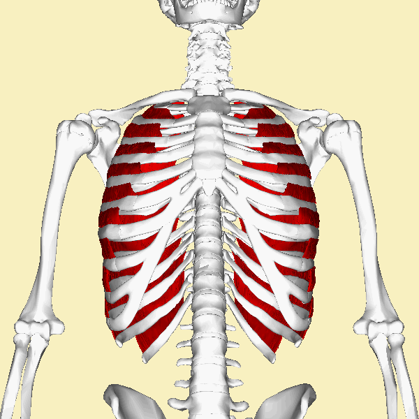 A Gif of a skeleton with the intercostal muscles, turning around it's own axis.