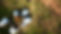 drone-shot-volunteers-group-planting-trees-preserving-nature (1).jpg