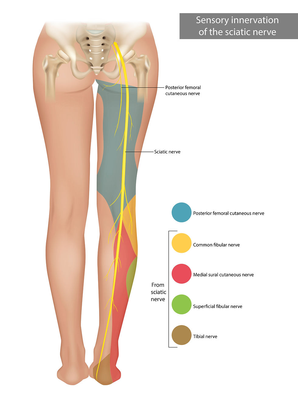 Sciatica, the sciatic nerve, back pain treatment