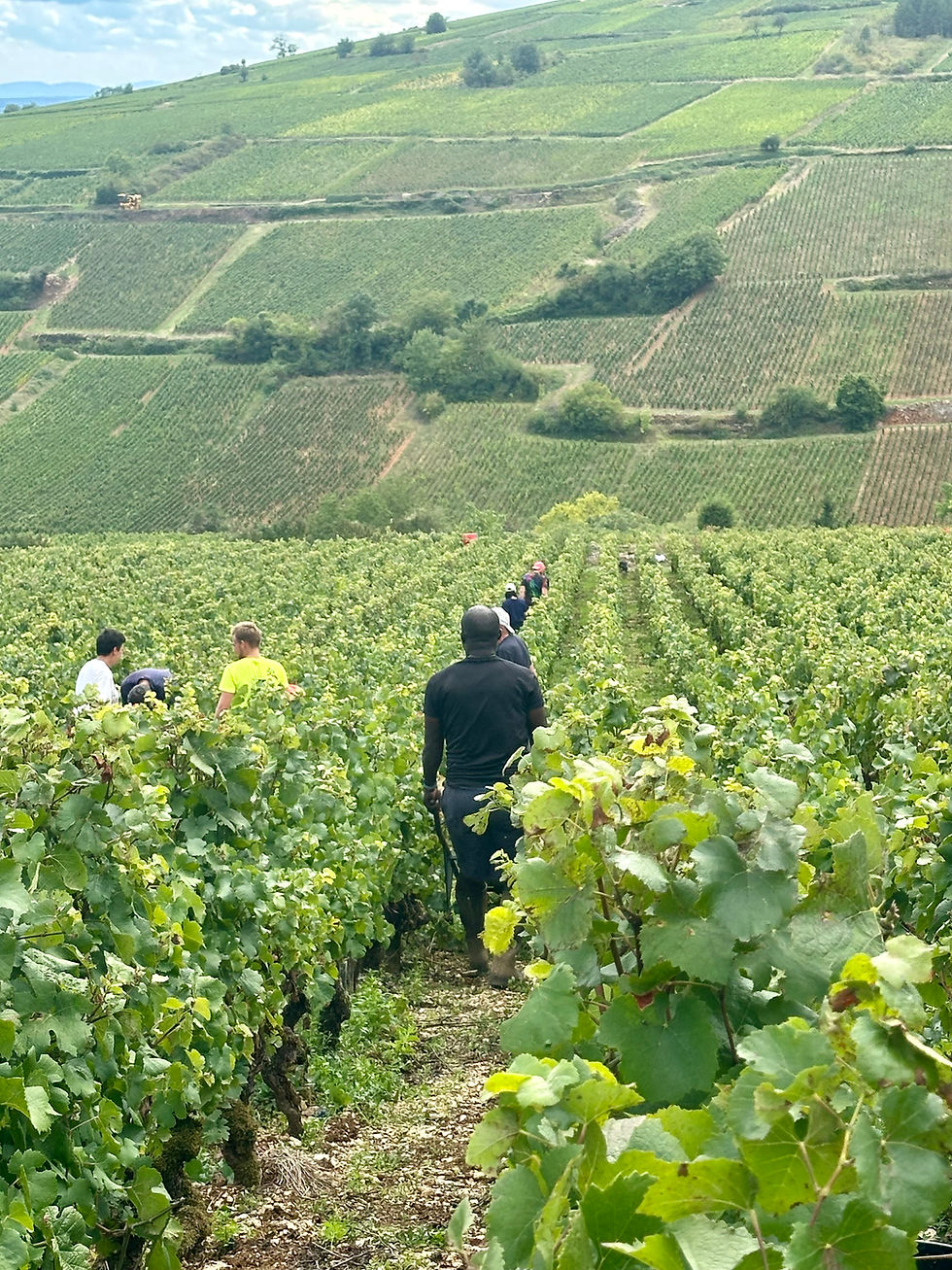 Pommard Les Vignots Harvest.jpg