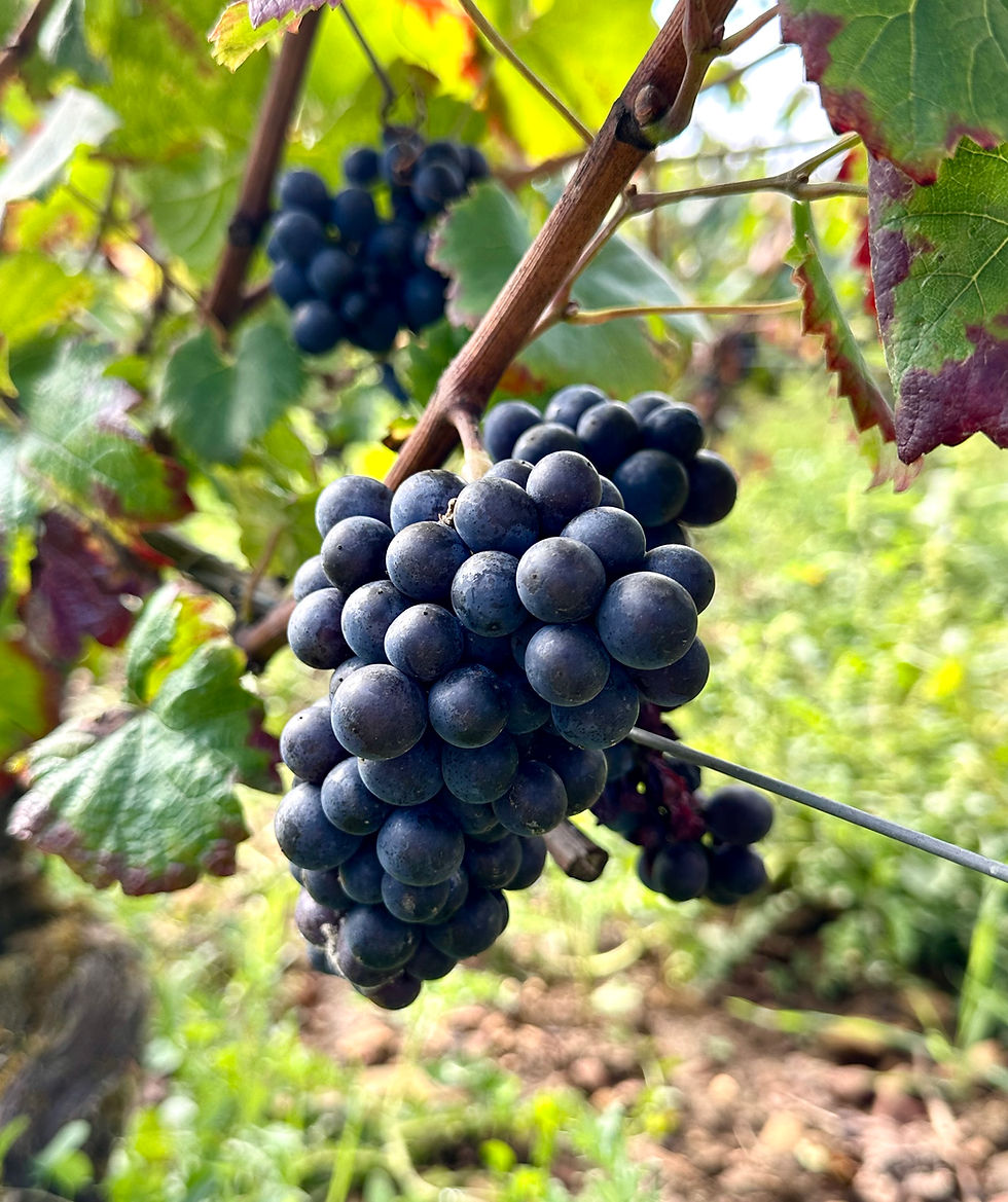 Aloxe Corton Les Fournières 1er Cru Grape.jpg