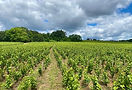 IMG_3879.jpg