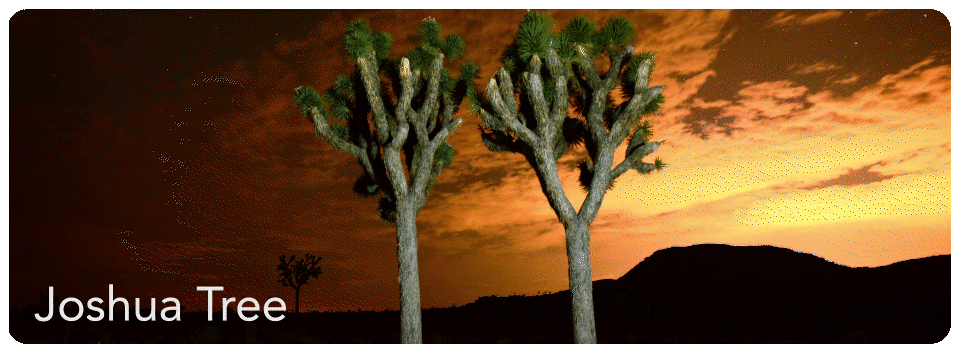 joshuatree2.gif