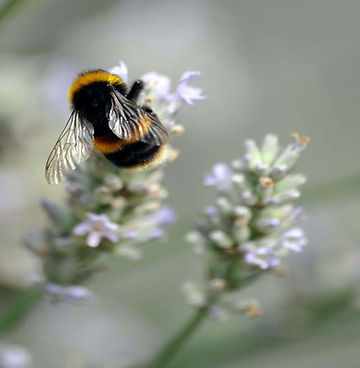 declining endangered