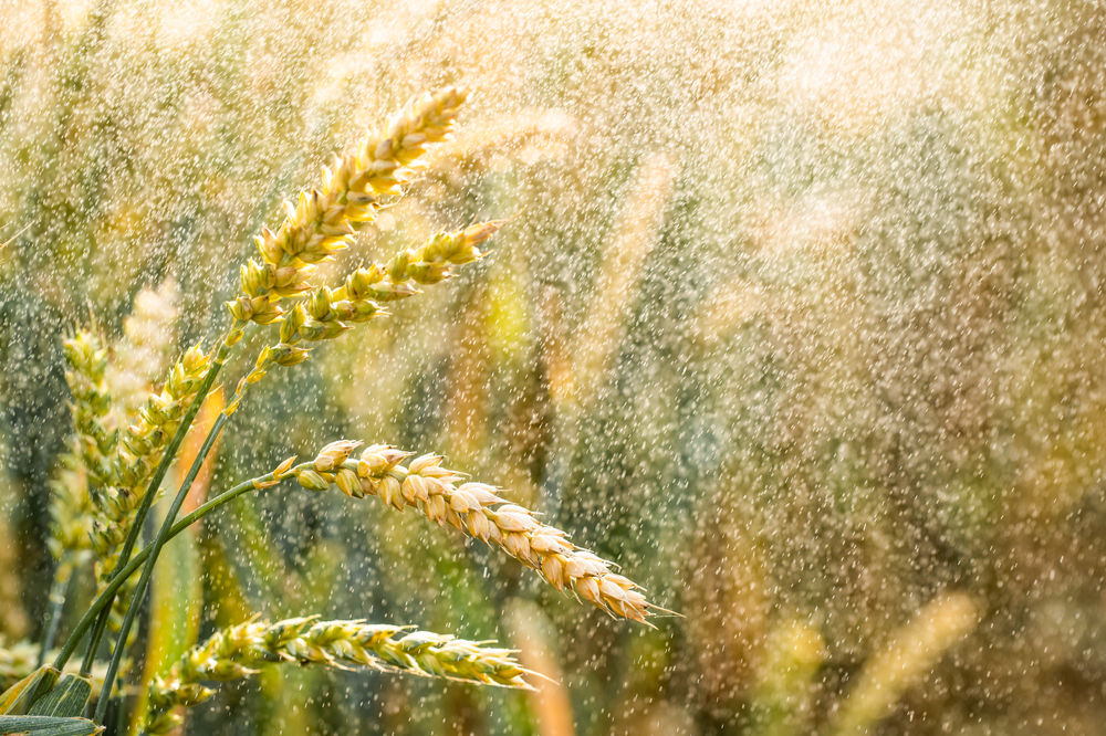 Grain Rain: Rain brings up the growth of hundreds of grains