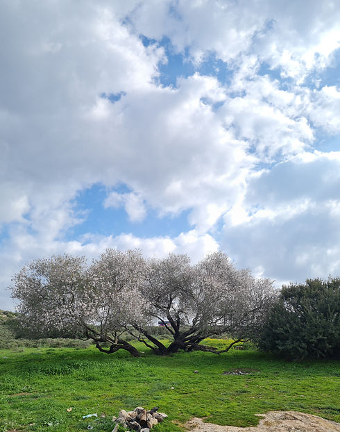 Doron Jamchi Beautiful Almond tree