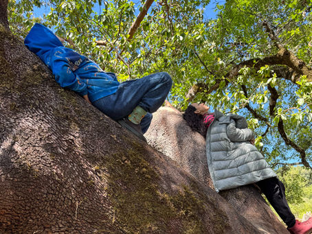 What Is Forest Therapy and What Can You Expect at Buds in Bloom?