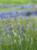 IMG_8007.jpeg