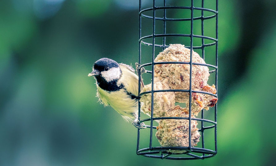 tit-5159874_1920.jpg