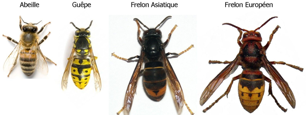 frelon.png