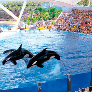 Loro Parque Tenerife
