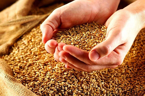 contatti,campanacereali,zootecnia,lazio,italia,produzione,materie prime, agricole, info,raccolta,grano,frumento,soia,mangimiseplici,contatti, numeriditelofo,email