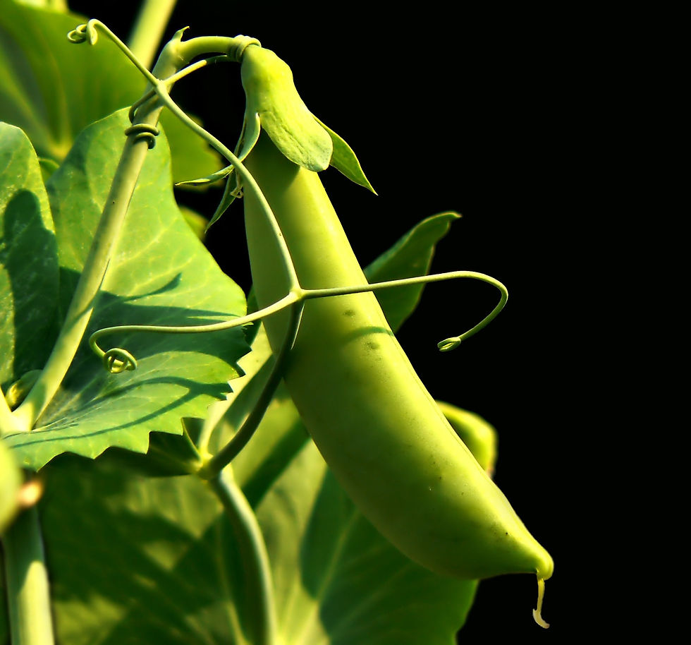 Pea