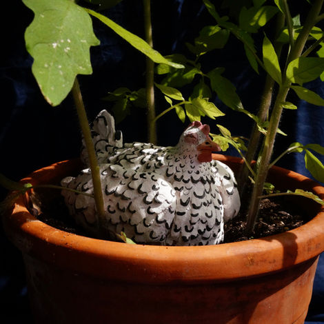 Faune de balcon
