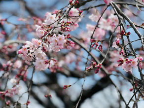 Seeking the Sakura - Cherry Blossoms in Japan