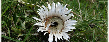 cardo01_1280x853
