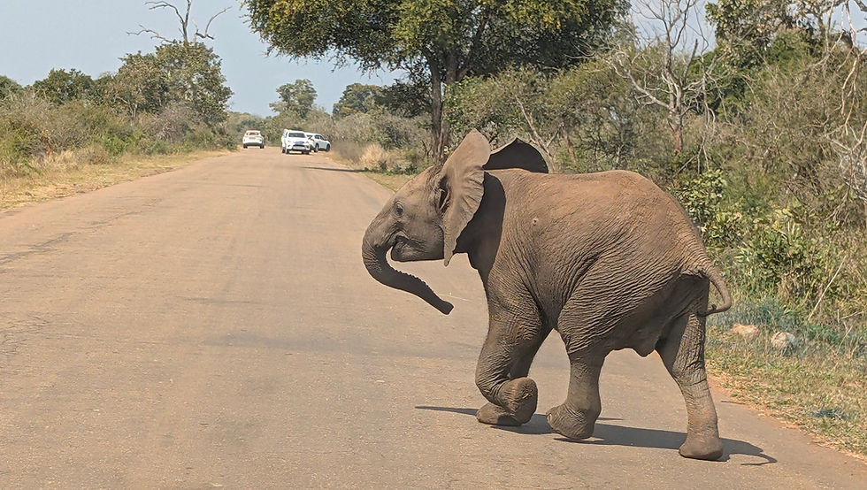 Elefant in der südafrikanischen Savanne, einer der Big Five auf Safari