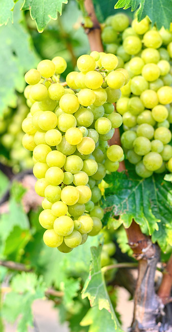 grapes-growing-vine-yard-fresh-sweet-harvest-autumns.jpg