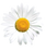 Daisy_edited_edited.png