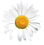 Daisy_edited_edited.png