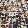 Seedlings In Trays