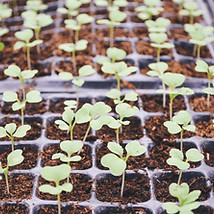 Plantas em caixas