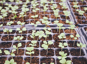 Plantes en boîtes