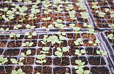 Garden Vocabulary