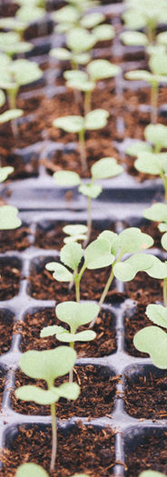Aide à l'entretien et à la création de ses espaces verts à Combourg