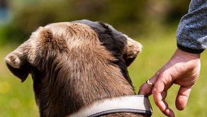 Hund ohne Leine - Leinenführigkeit und Orientierung am Halter