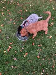 Zwei Hundewelpen trinken gemeinsam aus einem Wassernapf
