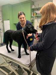 Hund beim Tierarzt - Medical Training