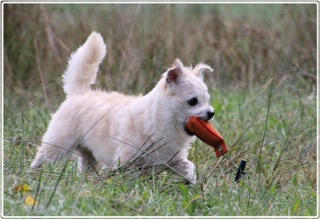 Hund Lio trägt einen Dummy