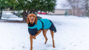 Braucht dein Hund im Winter einen Hundemantel?