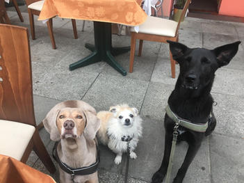 3 Hunde im Restaurant sitzen auf dem Boden beim Erziehungskurs