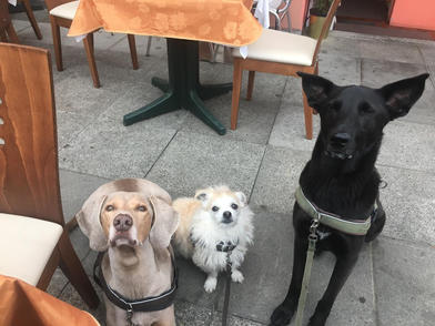 Hundetraining im Restaurant