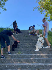 Mehrere Hunde sitzen auf einer Treppe