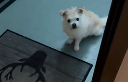 Lio kommt zu Besuch - Ein Spassvideo